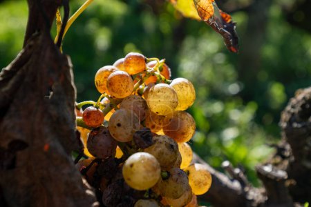 Reife und erntereife weiße Semillon-Trauben auf den Sauternes-Weinbergen im Dorf Barsac, das von Botrytis cinerea Edelfäule betroffen ist, aus süßen Dessertweinen Sauternes in Bordeaux, Frankreich