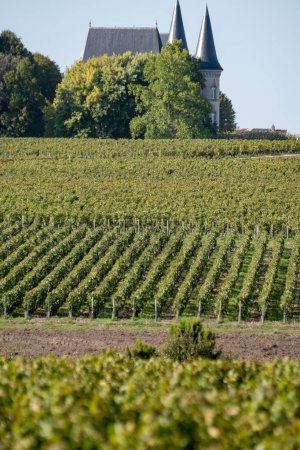 Photo for Harvest time on green vineyards, wine domain or chateau in Haut-Medoc red wine making region, Bordeaux, left bank of Gironde Estuary, France - Royalty Free Image