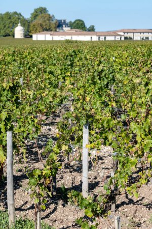 Tiempo de cosecha en viñedos verdes, dominio del vino o castillo en la región vinícola de Haut-Medoc, Burdeos, orilla izquierda del estuario de Gironda, Francia