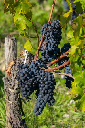 Récolte sur vignobles verts, domaine viticole ou château du Haut-Médoc région viticole rouge, Bordeaux, rive gauche de l'estuaire de la Gironde, France