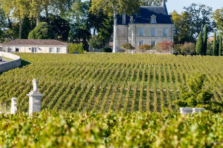 Harvest time on green vineyards, wine domain or chateau in Haut-Medoc red wine making region, Bordeaux, left bank of Gironde Estuary, France