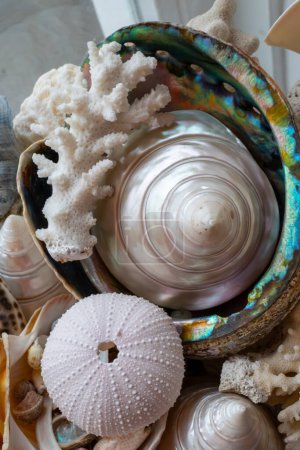 Beautiful collection of different tropical sea shells white pearly Trochus Tectus niloticus, corals, close up