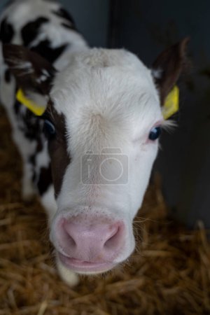 Cow breeding, little calf on organic cheese farm in Netherlands, dutch gouda hard cheese production