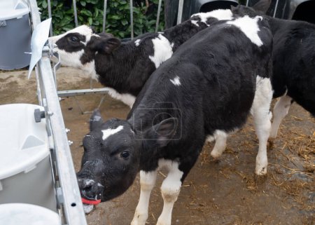 Cow breeding, little calfs sucking milk on organic cheese farm in Netherlands, dutch gouda hard cheese production