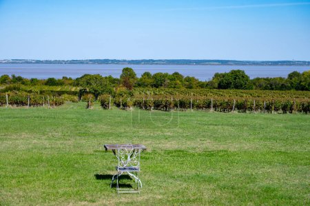 Weinlese auf grünen Weinbergen, Weingütern oder auf einem Schloss in der Rotweinregion Haut-Medoc, Bordeaux, linkes Ufer der Gironde-Mündung, Frankreich