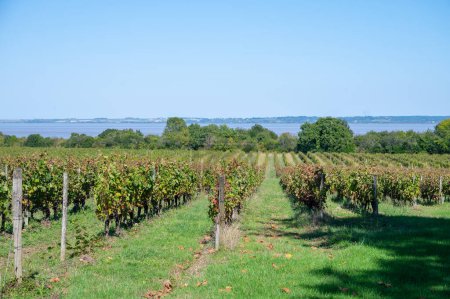Weinlese auf grünen Weinbergen, Weingütern oder auf einem Schloss in der Rotweinregion Haut-Medoc, Bordeaux, linkes Ufer der Gironde-Mündung, Frankreich