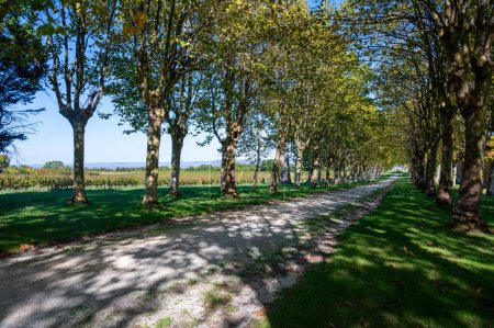 Carretera con árboles en el dominio del vino o castillo en la región vinícola de Haut-Medoc, Burdeos, orilla izquierda del estuario de Gironda, Francia