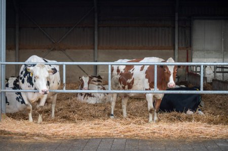 Feeding of cows on organic cheese farm in Netherlands, dutch gouda hard cheese production, farm visit