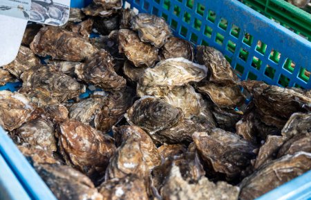 Captura fresca de moluscos franceses de ostras Gillardeau en caja de madera lista para comer de cerca