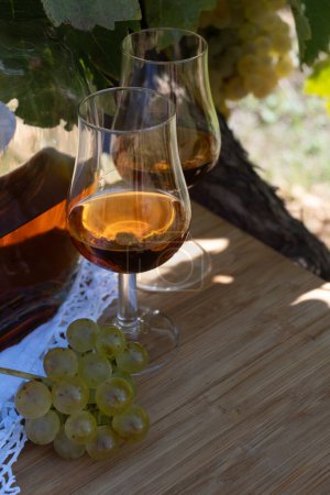 Degustación de bebida alcohólica fuerte Cognac en la región de Cognac, Grande Champagne, Charente con uva ugni blanc madura lista para cosechar sobre los usos de fondo para la destilación de licores, Francia
