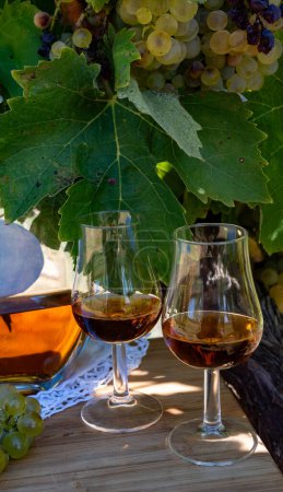 Tasting of Cognac strong alcohol drink in Cognac region, Grande Champagne, Charente with ripe ready to harvest ugni blanc grape on background uses for spirits distillation, France