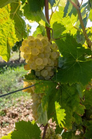 Récolte dans la région viticole blanche du Cognac, Charente, vignobles avec rangées de raisins blancs mûrs prêts à récolter pour la distillation des spiritueux forts du Cognac, France, Grand Champagne