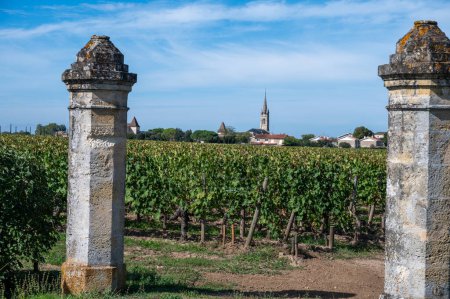 Harvest of grapes in Pomerol village, production of red Bordeaux wine, Merlot or Cabernet Sauvignon grapes on cru class vineyards in Pomerol, Saint-Emilion wine making region, France, Bordeaux