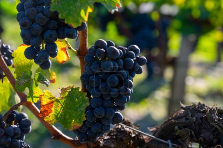 Bunches of ripe red grapes, vineyards near St. Emilion town, production of red Bordeaux wine, Merlot or Cabernet Sauvignon grapes on cru class vineyards in Saint-Emilion wine making region, France, Bordeaux