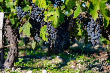 Ramos de uvas rojas maduras, viñedos cerca de la ciudad de St. Emilion, producción de vino tinto de Burdeos, uvas Merlot o Cabernet Sauvignon en viñedos de clase cru en la región vinícola de Saint-Emilion, Francia, Burdeos