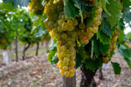 Récolte sur les vignobles de la région viticole blanche du Cognac, Charente, mûrs et prêts à récolter du raisin blanc ugni pour la distillation des alcools forts du Cognac, France