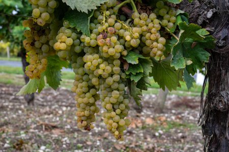 Tiempo de cosecha en viñedos de la región vinícola blanca de Cognac, Charente, maduros listos para cosechar los usos de uva ugni blanc para la destilación de licores fuertes de Cognac, Francia