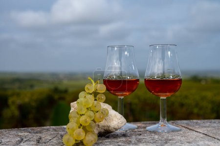 Degustación de bebida alcohólica fuerte Cognac en la región de Cognac, Grand Champagne, Charente con hileras de uva ugni blanc madura lista para cosechar sobre los usos de fondo para la destilación de licores, Francia
