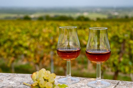 Dégustation de boissons alcoolisées fortes au Cognac dans la région du Cognac, Grand Champagne, Charente avec rangées de raisins blancs mûrs prêts à être récoltés sur le fond pour la distillation des spiritueux, France