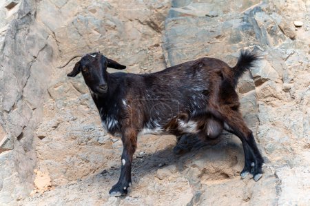 Mountains black goat on rocky volcanic hillsides, Fuerteventura, Canary islands, Spain in winter