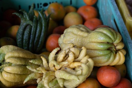 Buddha hands fruits, Citrus medica sarcodactylis, or fingered citron unusually-shaped citron variety on farmers market on Fuerteventura, Spain