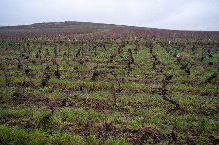 Winterzeit auf den Weinbergen des Champagne Grand Cru in der Nähe des Dorfes Ambonnay, Reihen alter Weinreben ohne Blätter, grünes Gras, Weinherstellung in Frankreich