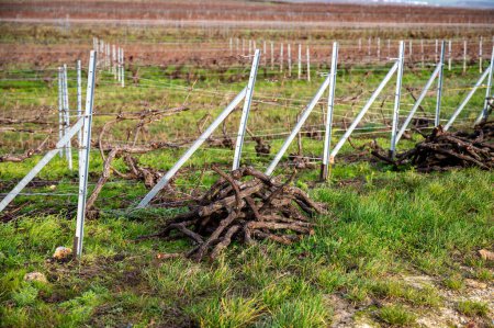 Cépages coupés, temps d'hiver sur les grands crus champenois près de Verzenay et Mailly, rangées de vieilles vignes sans permission, vinification en France