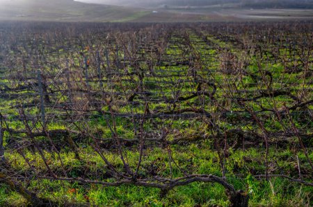 Winterzeit auf den Champagne Grand Cru-Weinbergen bei Verzenay und Mailly, Reihen alter Weinreben ohne Blätter, grünes Gras, Weinherstellung in Frankreich