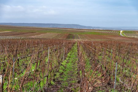 Winterzeit auf den Champagne Grand Cru-Weinbergen bei Verzenay und Mailly, Reihen alter Weinreben ohne Blätter, grünes Gras, Weinherstellung in Frankreich