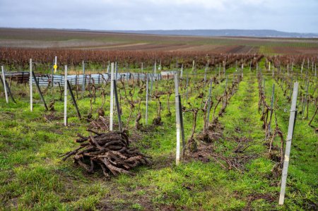 Pruned grapevines, winter time on Champagne grand cru vineyards near Verzenay and Mailly, rows of old grape vines without leave, wine making in France