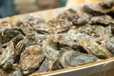 Captura del día a la venta en el mercado diario de pescado, ostras frescas, Cancale, Bretaña, oceran Atlántico, Francia
