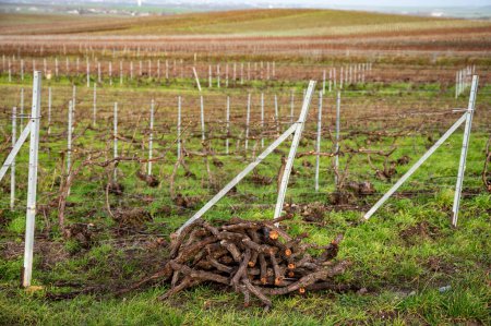 Pruned grapevines, winter time on Champagne grand cru vineyards near Verzenay and Mailly, rows of old grape vines without leave, wine making in France