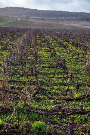 Invierno en los viñedos de Champagne grand cru cerca de Verzenay y Mailly, hileras de viñas viejas sin hojas, hierba verde, vinificación en Francia