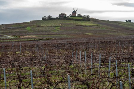 Invierno en los viñedos de Champagne grand cru cerca de Verzenay, Verzy, Mailly, hileras de viñas viejas sin licencia, elaboración de vino en Francia