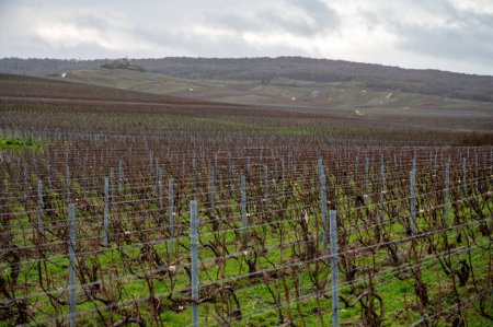 Hiver sur les grands crus champenois près de Verzenay et Mailly, rangées de vieilles vignes sans feuilles, herbe verte, vinification en France