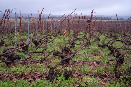 Hiver sur les vignobles de Champagne Grand Cru près du village d'Ambonnay, rangées de vieilles vignes sans feuilles, herbe verte, vinification en France