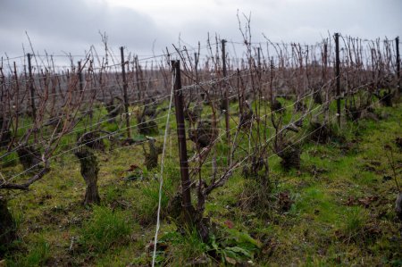 Invierno en los viñedos de Champagne grand cru cerca de Verzenay y Mailly, hileras de viñas viejas sin hojas, hierba verde, vinificación en Francia