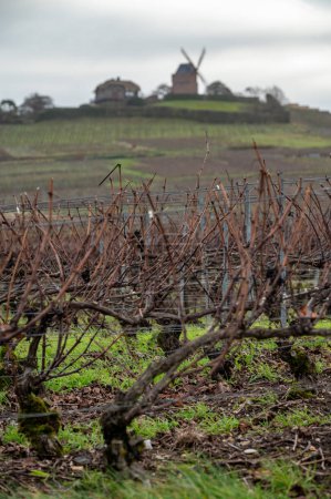 Winter time on Champagne grand cru vineyards near Verzenay, Verzy, Mailly, rows of old grape vines without leave, wine making in France