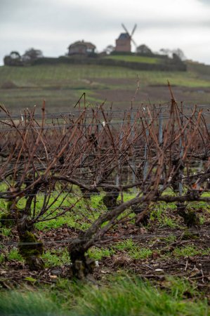Winter time on Champagne grand cru vineyards near Verzenay, Verzy, Mailly, rows of old grape vines without leave, wine making in France