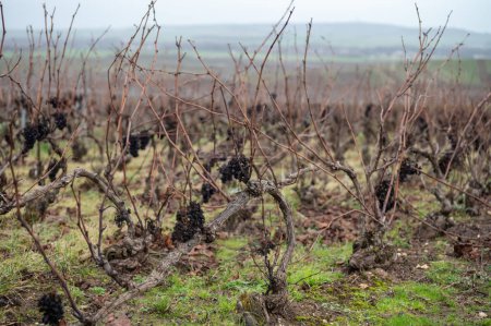 Hiver sur les vignes Champagne Grand Cru près de Verzenay, Verzy, Mailly, rangées de vieilles vignes sans permission, vinification en France