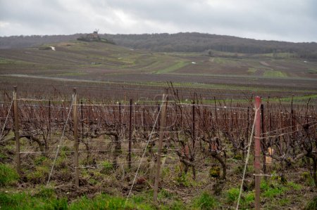Winter time on Champagne grand cru vineyards near Verzenay and Mailly, rows of old grape vines without leaves, green grass, wine making in France