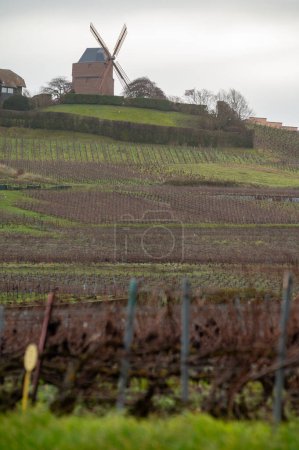 Winterzeit auf den Champagne-Grand-Cru-Weinbergen in der Nähe von Verzenay, Verzy, Mailly, Reihen alter Weinreben ohne Urlaub, Weinherstellung in Frankreich