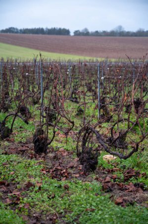 Winter time on Champagne grand cru vineyards near Ambonnay village, rows of old grape vines without leaves, green grass, wine making in France
