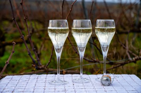 Verkostung von Champagnerwein auf Champagne Grand Cru-Weinbergen in der Nähe von Verzenay, Reihen von Weinreben, Winter, ohne Blätter, Weinherstellung in Frankreich