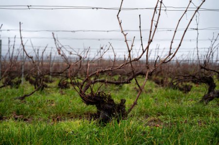 Winterzeit auf den Weinbergen des Champagne Grand Cru in der Nähe des Dorfes Ambonnay, Reihen alter Weinreben ohne Blätter, grünes Gras, Weinherstellung in Frankreich
