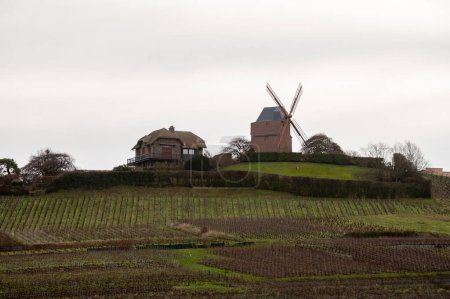 Invierno en los viñedos de Champagne grand cru cerca de Verzenay, Verzy, Mailly, hileras de viñas viejas sin licencia, elaboración de vino en Francia