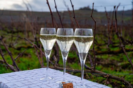 Degustación de vino de champán en los viñedos de Champagne grand cru cerca de Verzenay, filas de vides de uva, invierno, sin hojas, elaboración de vino en Francia