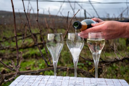 Dégustation de vin de Champagne sur les vignobles de Champagne grand cru près de Verzenay, rangs de vignes, hiver, sans feuilles, vinification en France