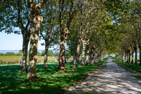 Road with trees in wine domain or chateau in Haut-Medoc red wine making region, Bordeaux, left bank of Gironde Estuary, France