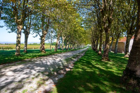 Straße mit Bäumen in Weindomäne oder Schloss in der Rotweinregion Haut-Medoc, Bordeaux, linkes Ufer der Gironde-Mündung, Frankreich